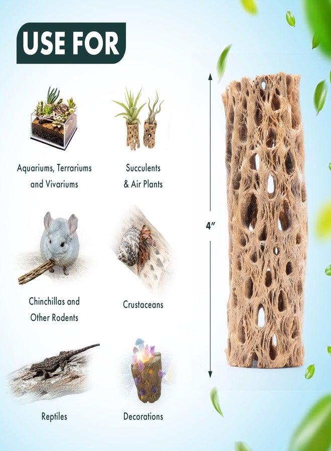 SubstrateSource Natural Cholla Wood - Driftwood for Aquariums, Air Plant Base, Hermit Crab and Freshwater Shrimp Hideout, Fish Tank Decoration, Chinchilla Chews, Reptile Habitat Wood - 4 Inch, 3pc - Image 5